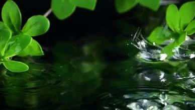 升格水滴水面碧波荡漾水中绿植视频的预览图